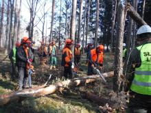 Szkolenie - ścinka drzew niebezpiecznych
